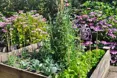 Photo of the garden where applicable