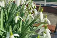 Photo of the garden where applicable