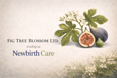 Fig Tree Blossom LTD - A company logo